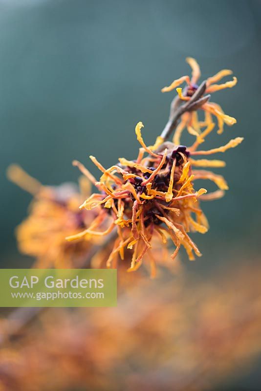 Hamamelis intermedia 'Aphrodite' - witch hazel