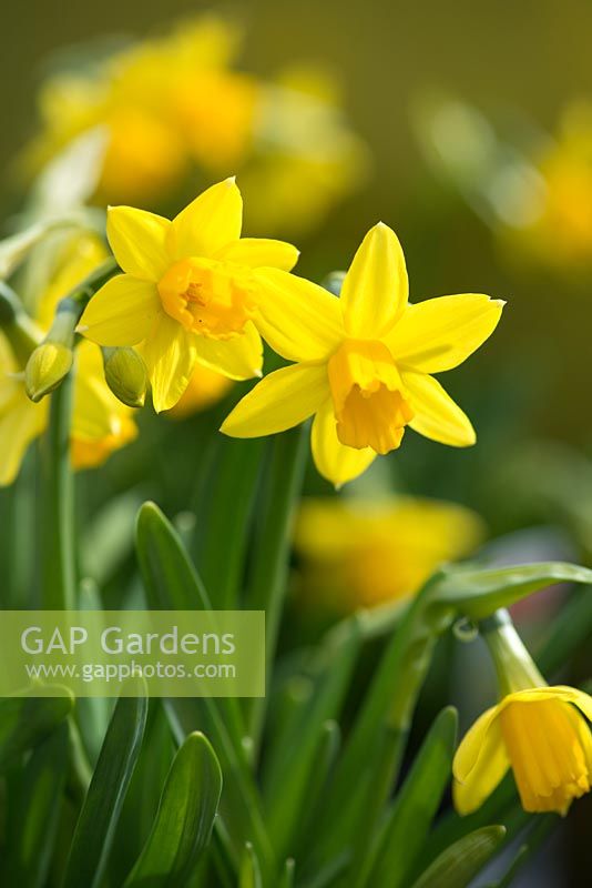 Narcissus cyclamineus 'Tete-a-Tete'