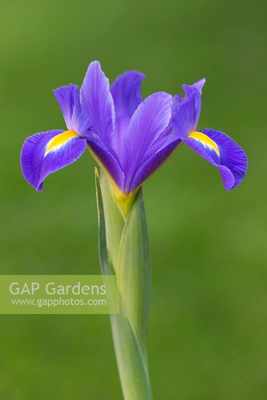 Iris 'Blue Magic'