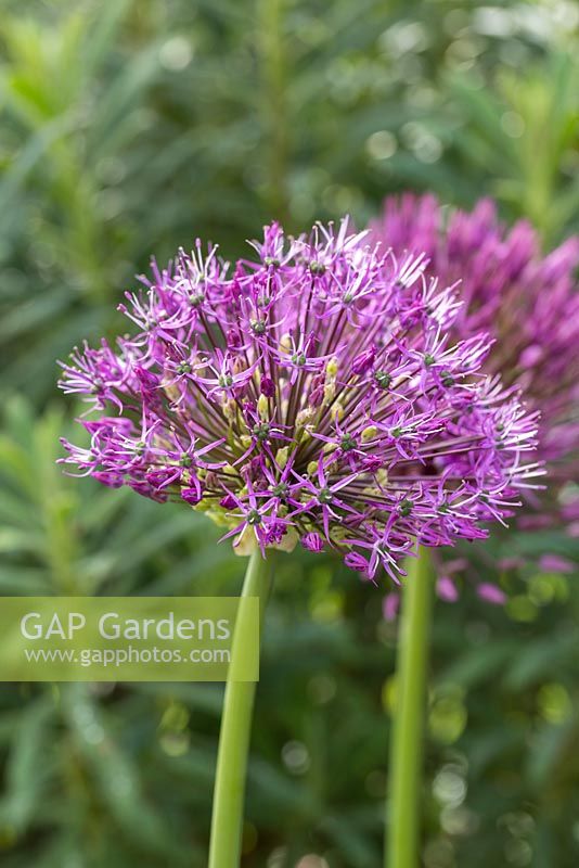 Allium jesdianum 'Purple King'