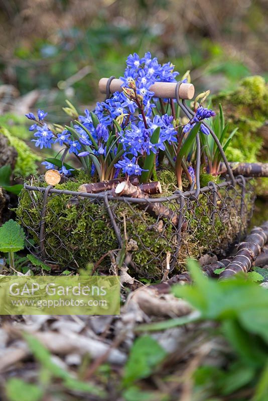 Display of Chionodoxa sardensis and Moss in a wicker basket