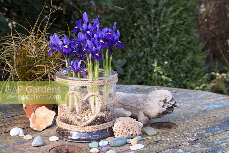 Iris reticulata 'Pixie' in a glass jar with a woven heart