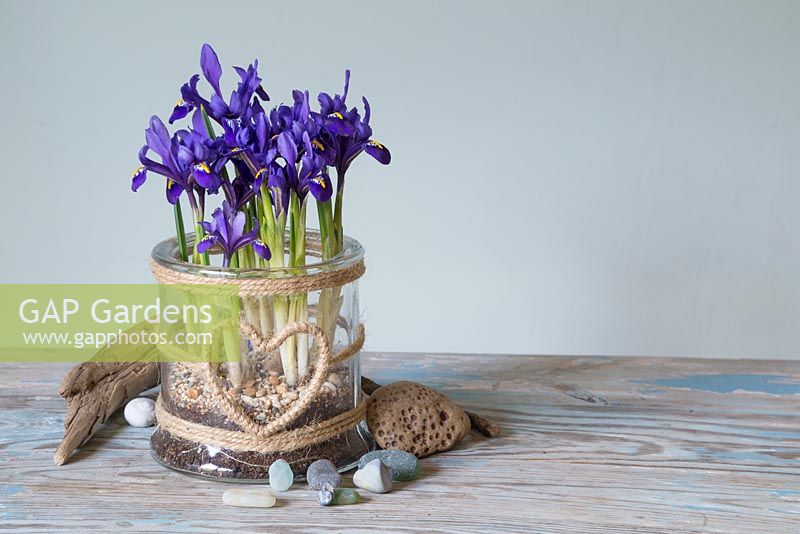 Iris reticulata 'Pixie' in a glass jar with a woven heart