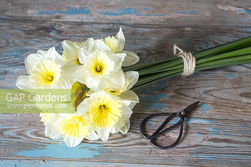 Bundle of Narcissus 'Finland' on table with pruning scissors