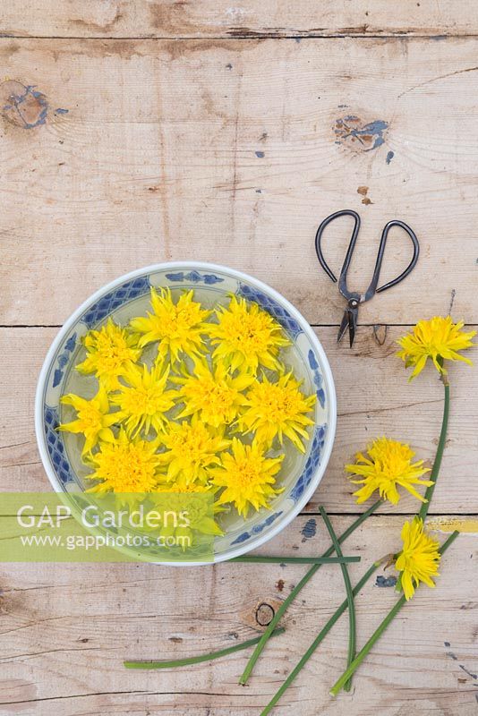 Narcissus 'Rip Van Winkle' flower heads floating in a bowl of water