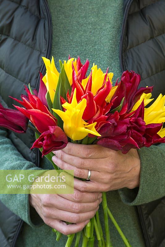 Woman holding bouquet of Tulipa 'Lasting Love', 'Seattle' and 'Aladdin'