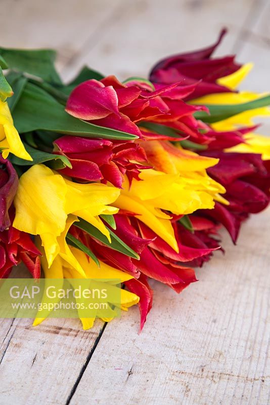 Bouquet of Tulipa 'Lasting Love', 'Seattle' and 'Aladdin' on a table