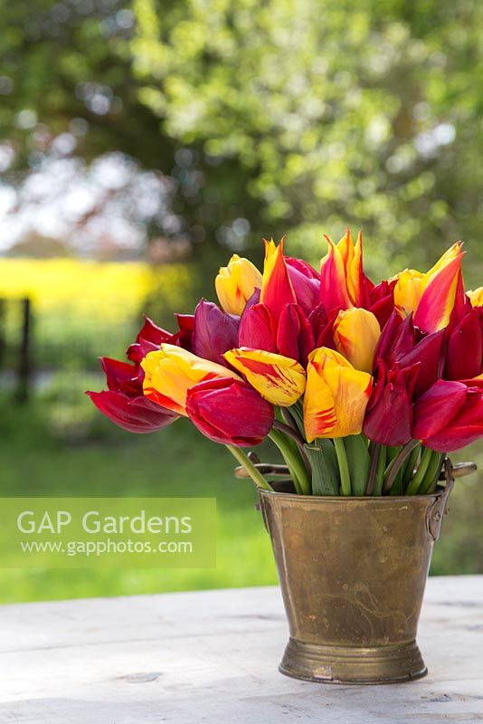 Tulipa 'National Velvet, 'Synaeda King', 'Olympic Flame' and 'Lasting Love' in brass bucket