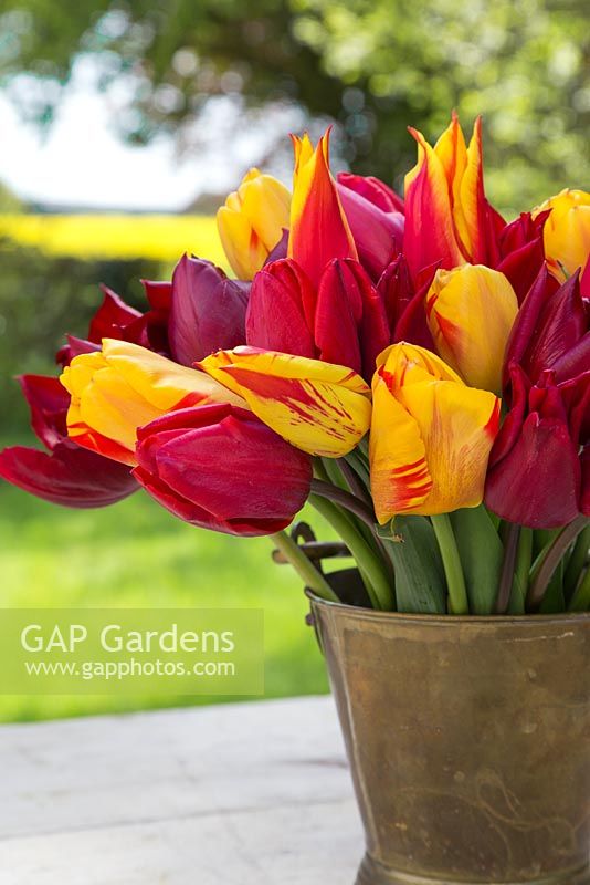 Tulipa 'National Velvet, 'Synaeda King', 'Olympic Flame' and 'Lasting Love' in brass bucket