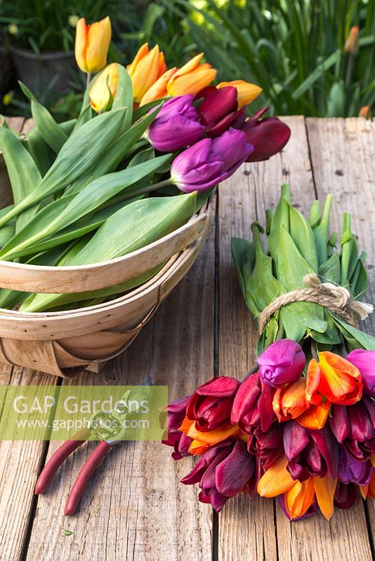 Bouquet of Tulipa 'Purple Flag', 'Jan Reus', 'Ronaldo' and 'Orange Emperor' on a table with fresh cut tulips