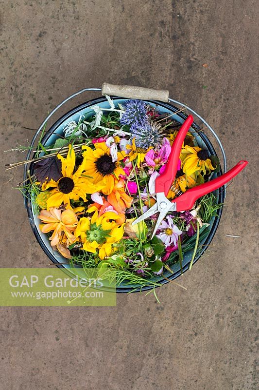 Bucket of deadheaded flowers and waste cuttings - September