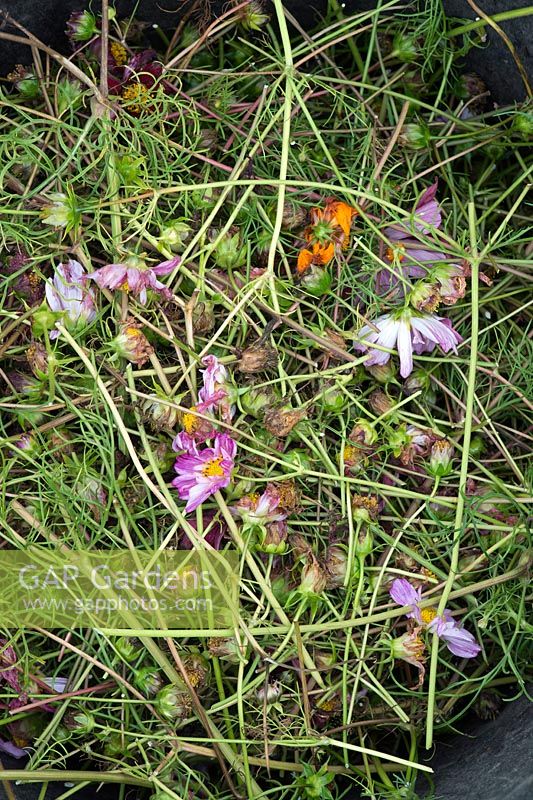 Deadheaded cosmos flower waste in a black trug - September 