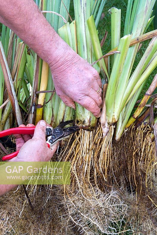 Iris pseudacorus - Gardener thining out yellow flag iris plants in autumn - September