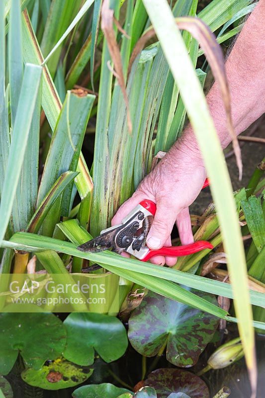 Iris pseudacorus - Gardener pruning yellow flag iris leaves in autumn - September