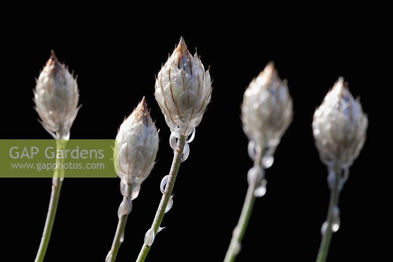 Catananche caerulea buds - cupid's dart - September