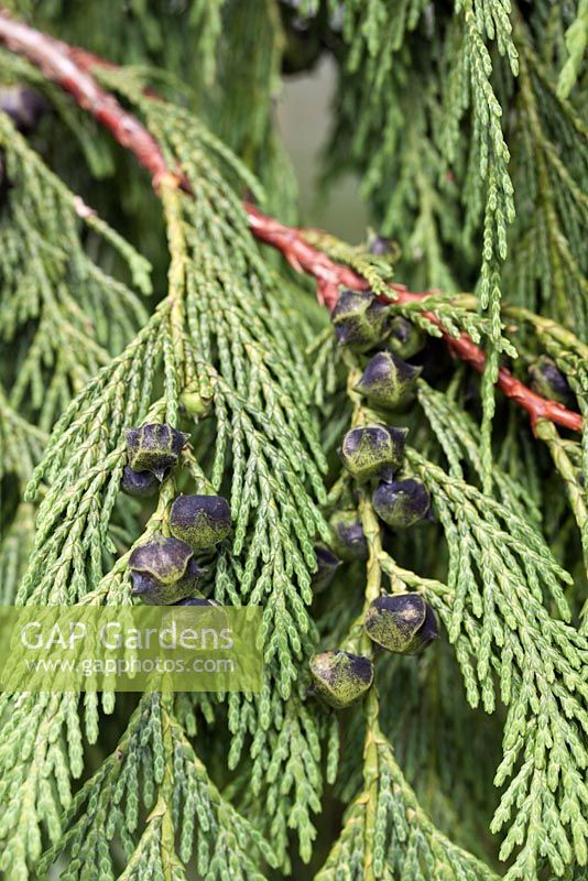 Chamaecyparis nootkatensis 'Pendula'

