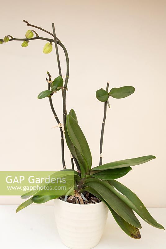 Orchid propagation - new plant develops from flowering stem. Keiki