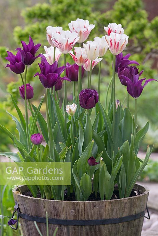 Tulipa 'Burgundy', 'Curley Sue' and 'Flaming Spring Green' grouped together in half barrel container 