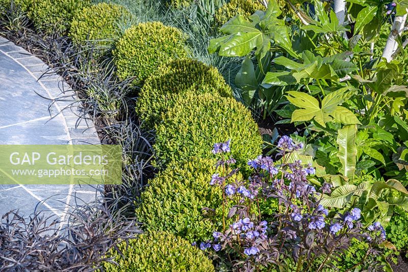 Fatsia japonica, Polemonium 'Heaven Scent', Clipped Buxus balls, Ophiopogon planiscapus 'Nigrescens' and Festuca glauca - Hidden Gems of Worcestershire, RHS Malvern Spring Festival 2016. Design: Nikki Hollier. Silver, Best Festival Garden