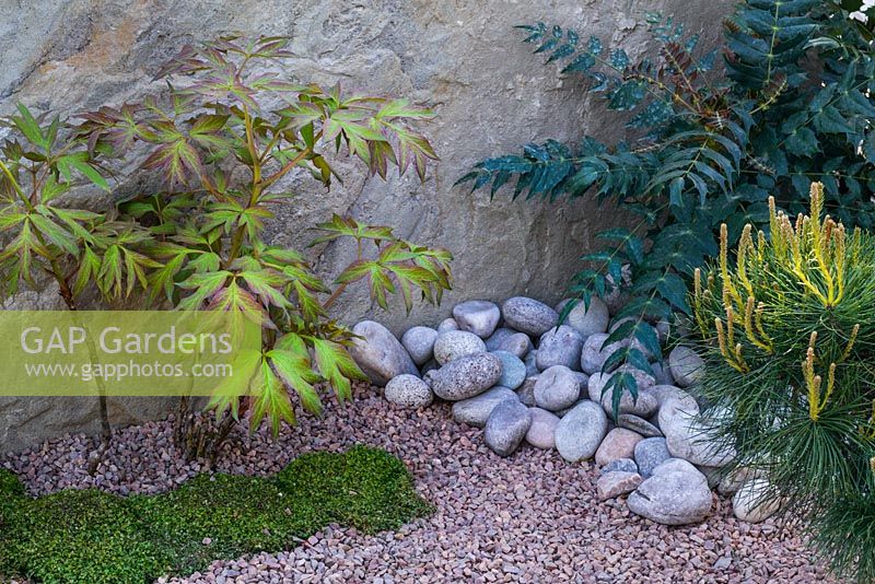 Green mat of Soleirolia soleirolii, gravel and stones, with Paeonia, Mahonia and Pinus sylvestris. Japanese Reflection, RHS Malvern Spring Festival 2016.. Design: Peter Dowle and Richard Jasper, Howle Hill Nursery