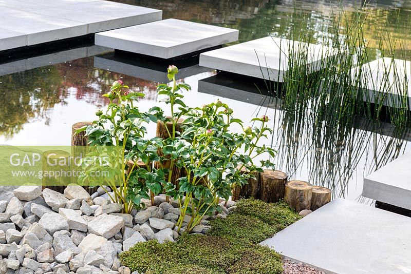 Stepping stones over a pond with stones and Paeony bush. A Japanese Reflection, RHS Malvern Spring Festival 2016. Design: Peter Dowle and Richard Jasper, Howle Hill Nursery