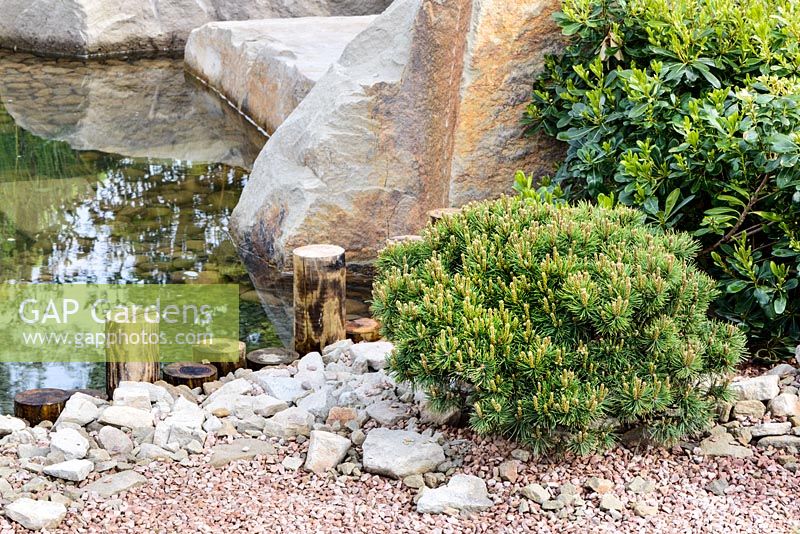 Pinus sylvestris 'Nana' and Osmanthus burkwoodii in gravel and stones edging the pond. A Japanese Reflection, RHS Malvern Spring Festival 2016. Design: Peter Dowle and Richard Jasper, Howle Hill Nursery
