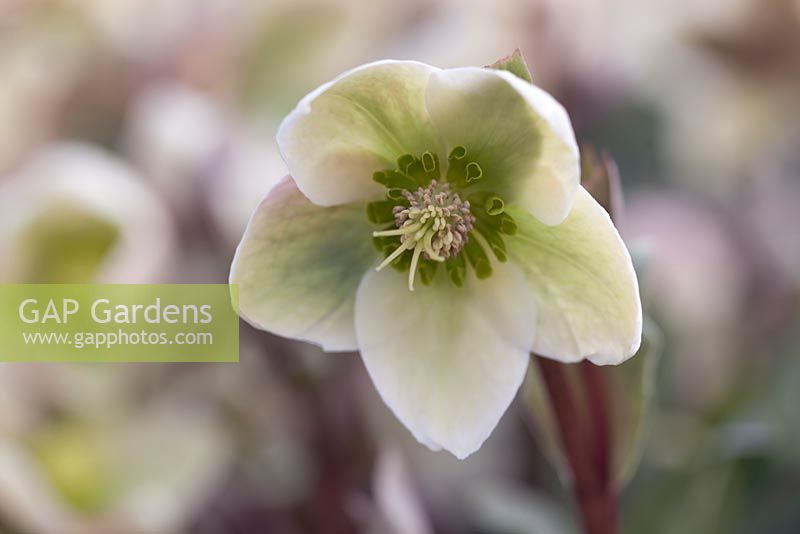 Helleborus 'Walberton's Ivory Prince' - lenten rose

