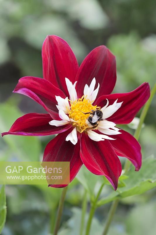 Dahlia 'Libretto' and bee 