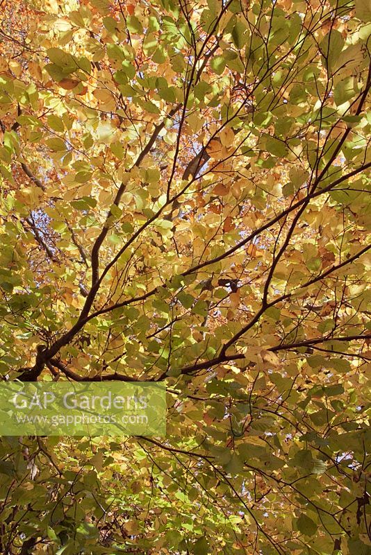 Fagus sylvatica in autumn - beech tree