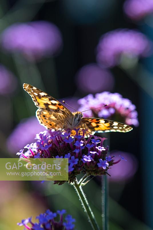 Garden migrant butterfly, painted lady - Vanessa cardui, feeding on Verbena bonariensis, Norfolk