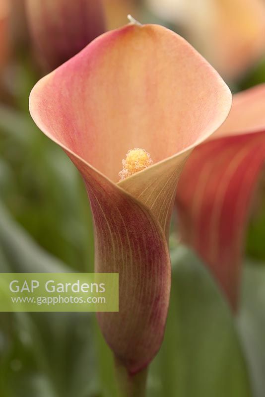 Zantedeschia 'Passion Fruit' - arum lily 