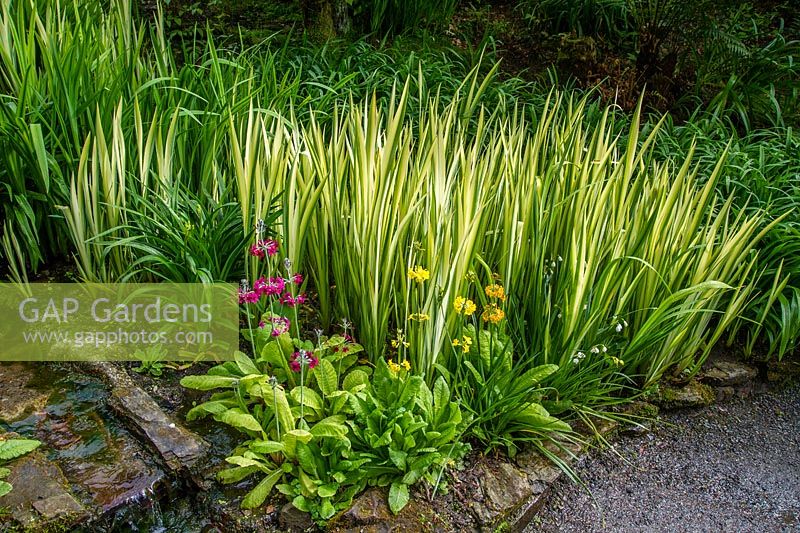 Iris pallida 'Aurea variegata' and Candelabra  Primula - Trebah gardens, Cornwall