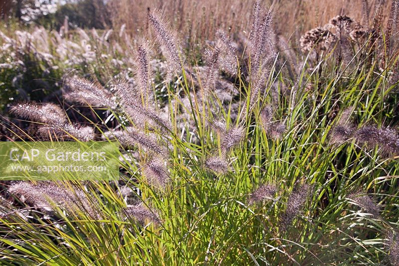 Pennisetum alopecuroides 'Moudry' - black fountain grass 