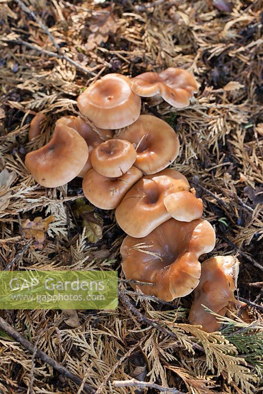 Lepista flaccida, syn. Clitocybe flaccida -  tawny funnel mushrooms 