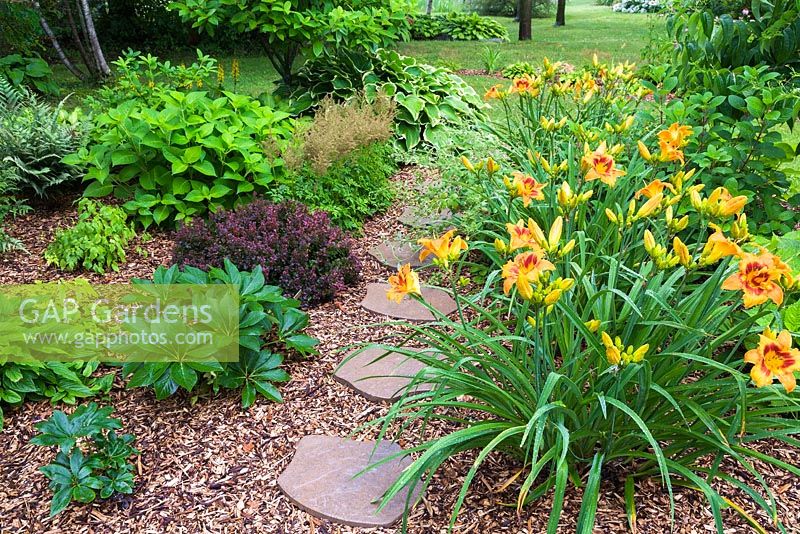 Brown flagstone path through mulch border with orange Hemerocallis 'Raging Tiger' - Daylilies, Berberis thunbergii 'Concord' - Barberry shrub, Hosta 'Prima Donna' in residential front yard garden in summer