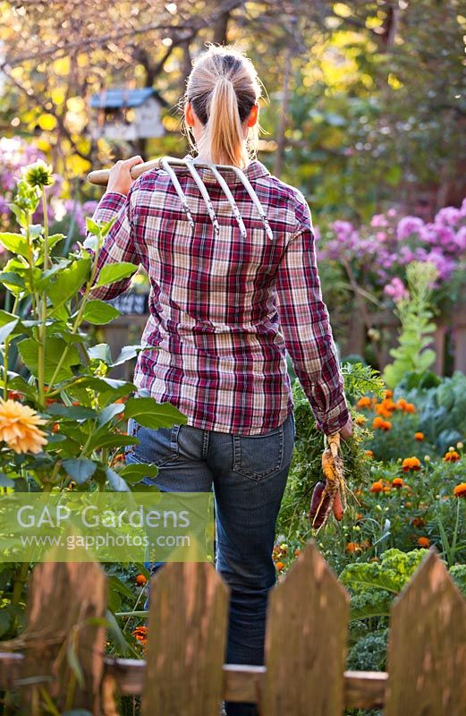 Woman harvesting vegetables in the garden.