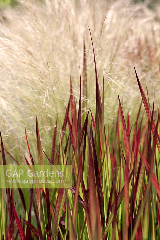 Imperata cylindrica 'Rubra' with Stipa tenuissima - blood grass, ponytail grass