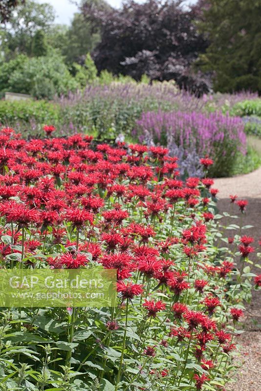 Monarda 'Gardenview Scarlet' with views to summer borders beyond. The Floral Labyrinth at Trentham Estate Gardens.
