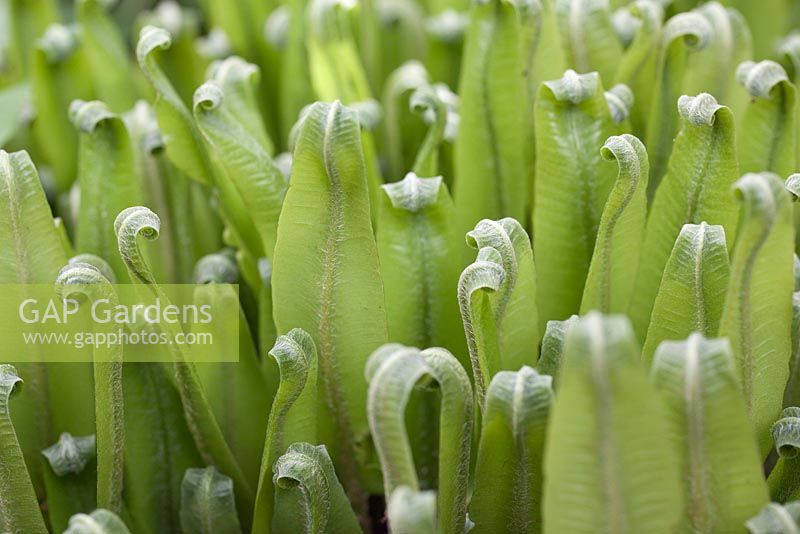 Asplenium scolopendrium fronds unfurling - hart's tongue ferns 