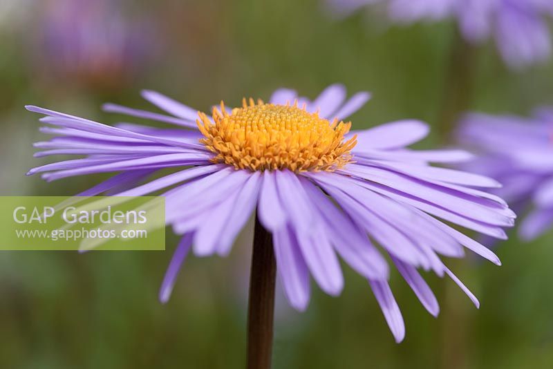 Aster tongolensis 'Berggarten'  