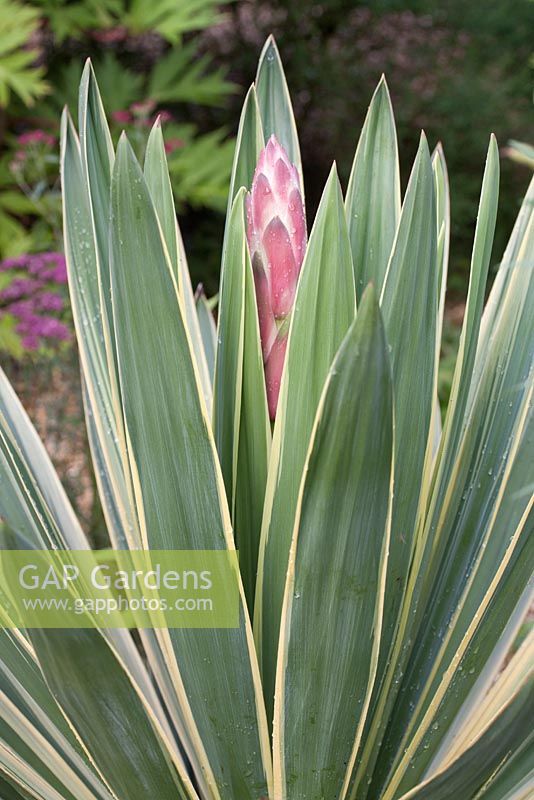 Yucca gloriosa variegata flower bud - spanish dagger 