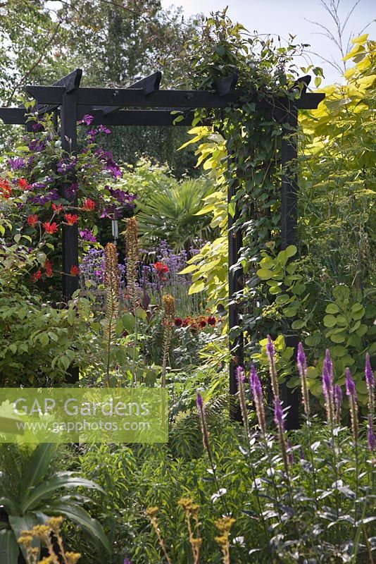 Pathway leading through a black painted arch with Clematis 'Warsaw Nike', Crocosmia 'Lucifer' and Cotinus coggygria 'Golden Spirit' - Cheshire