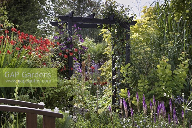 Pathway leading through a black painted arch with Clematis 'Warsaw Nike', Crocosmia 'Lucifer' and Cotinus coggygria 'Golden Spirit'. Cheshire