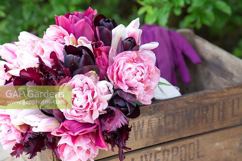 Bouquet of Tulipa 'Queen of Night', 'Black Parrot', 'Holland Chic', 'Merlot' and 'Aveyron' on a crate