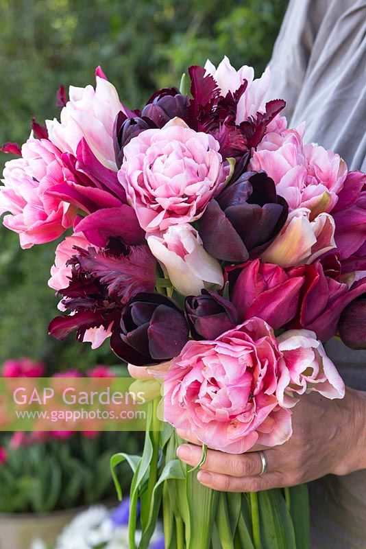 Woman holding bouquet of Tulipa 'Queen of Night', 'Black Parrot', 'Holland Chic', 'Merlot' and 'Aveyron'