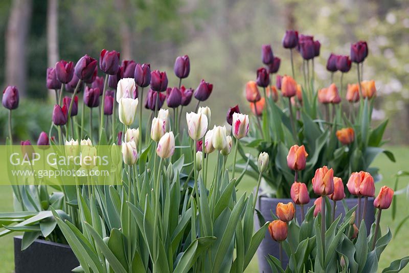 Pots of Tulipa 'Ronaldo', 'Cairo' and 'Flaming Spring Green' grouped together
