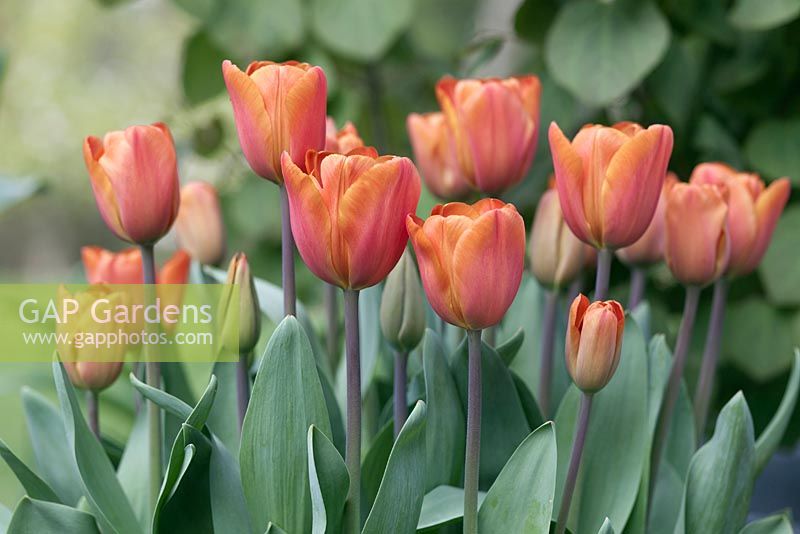 Tulipa 'Annie Schilder' 