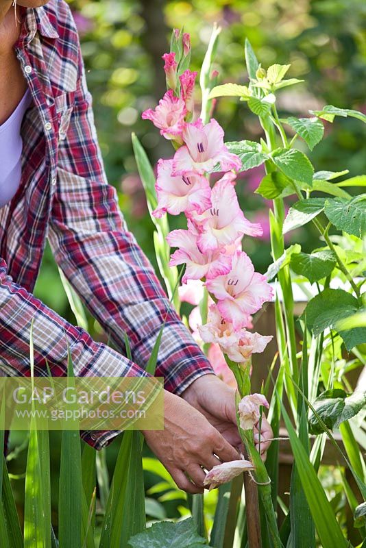 Woman staking fallen gladioli stems.