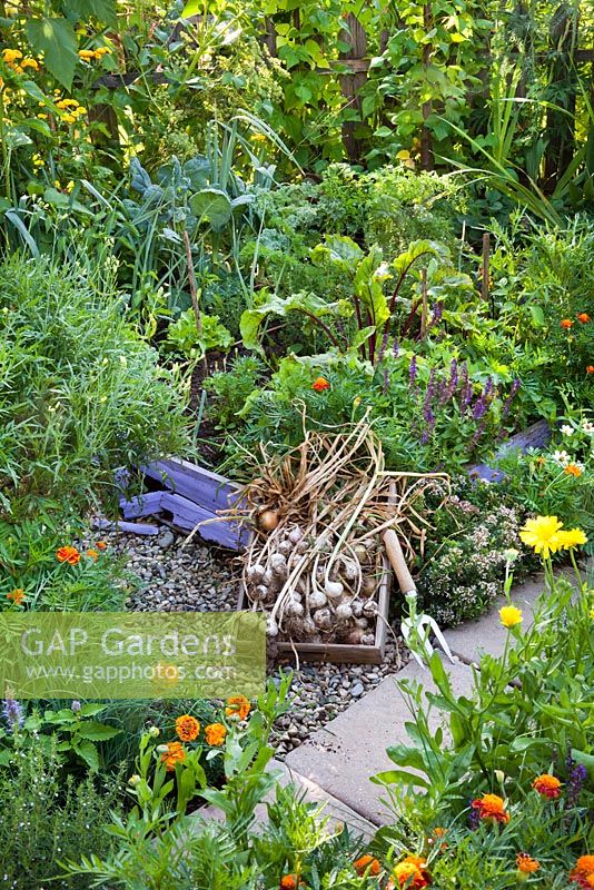 Harvested garlic in summer vegetable garden. Raised beds of vegetables herbs, annuals and perennials.