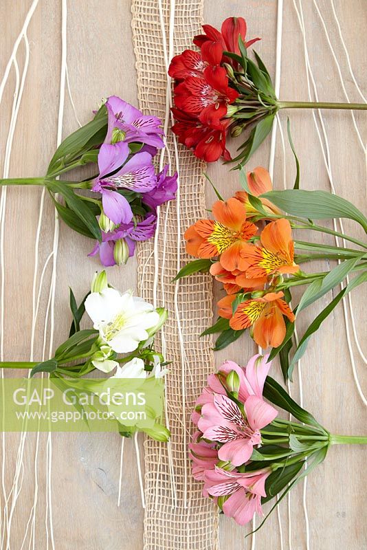 Cut flower display with Alstroemeria 'Red Delight', 'Misty Spring', 'Moria', 'Elegance' and 'Party'

